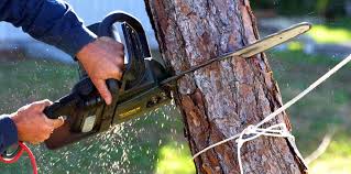 Reliable Port Chester, NY Tree Care Solutions