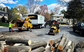 Best Lawn Disease Treatment  in Port Chester, NY