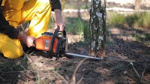 Best Storm Damage Tree Cleanup  in Port Chester, NY