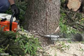 Best Tree and Shrub Care  in Port Chester, NY