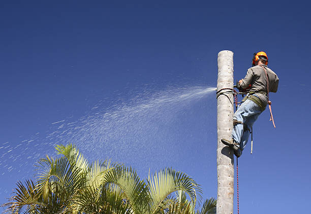 Best Tree Trimming and Pruning  in Port Chester, NY