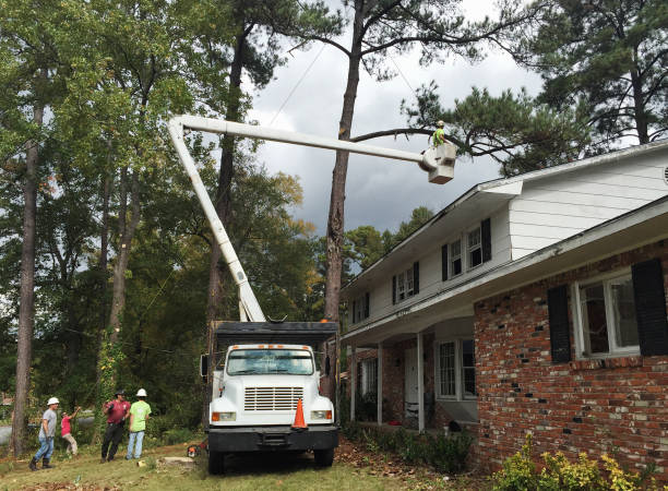  Port Chester, NY Tree Care Pros