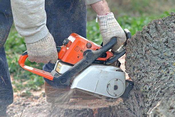 Best Lot and Land Clearing  in Port Chester, NY