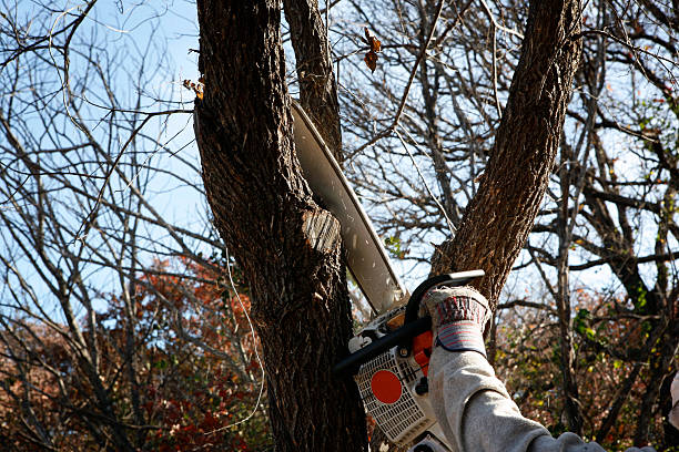Best Emergency Tree Removal  in Port Chester, NY