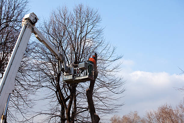 Best Tree Preservation Services  in Port Chester, NY