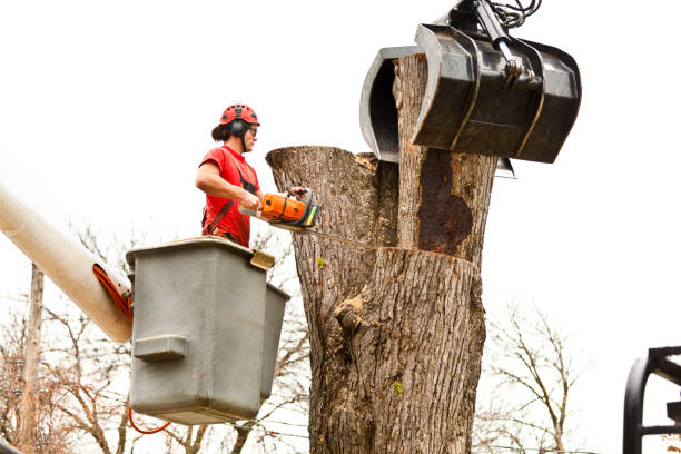 Best Palm Tree Trimming  in Port Chester, NY